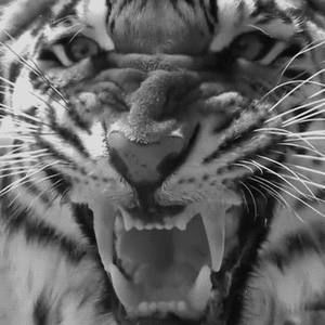 Meet your Posher, Ray